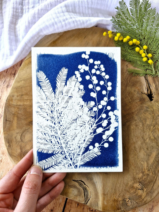 💙 Cyanotype - Carte 6 - Mimosa Ô! - mini CyanÔ