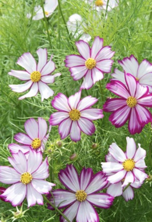 Cosmos Tip Top Picotee