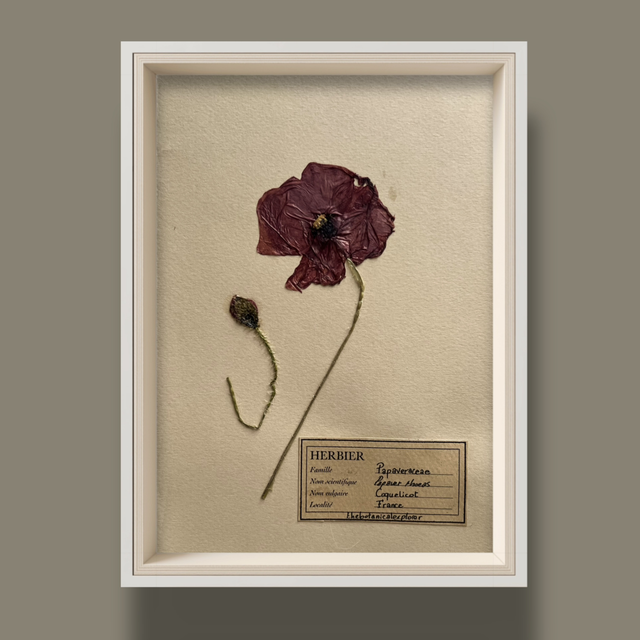 Herbier A5 vintage affiche botanique Coquelicot  