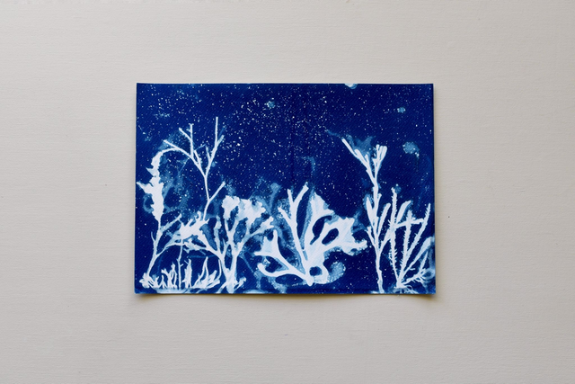 Algae - Aquarium 2.0 - A4