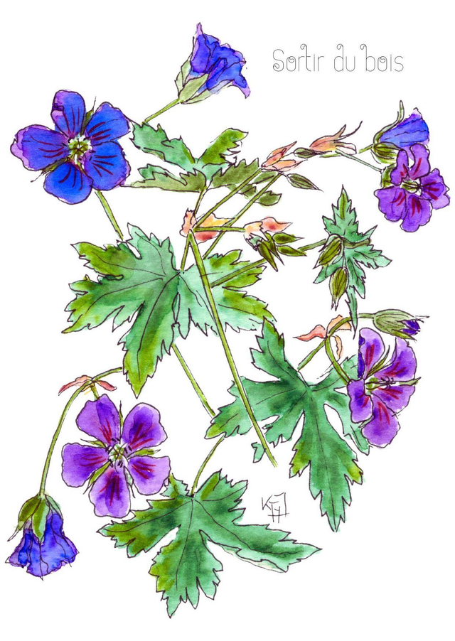 Géranium "Sortir du bois"