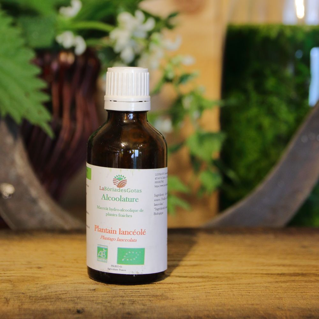 Alcoolature Plantain lancéolé