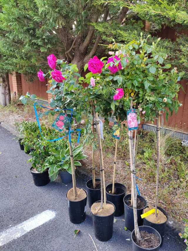 Trees &amp; Flowers (Madni Masjid)
