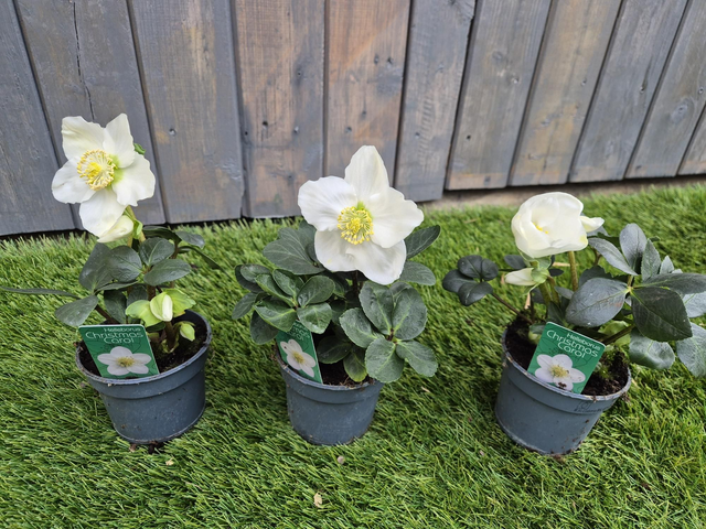 Hellebore Christmas Carol pot 9cm