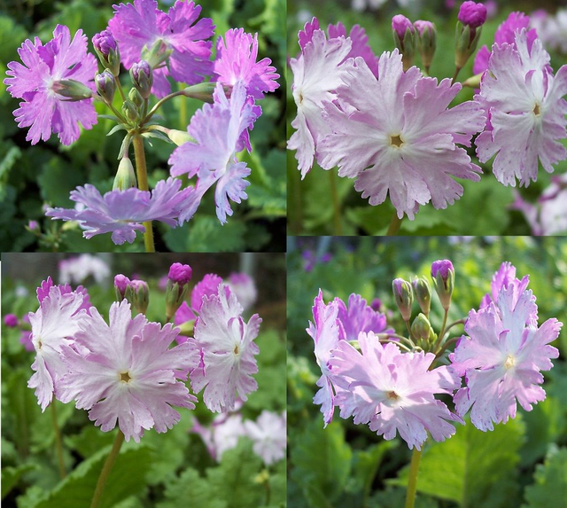 4 X plants of Primula sieboldii Dancing Ladies woodlander (1)