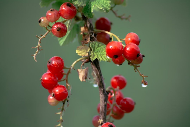 Redcurrants