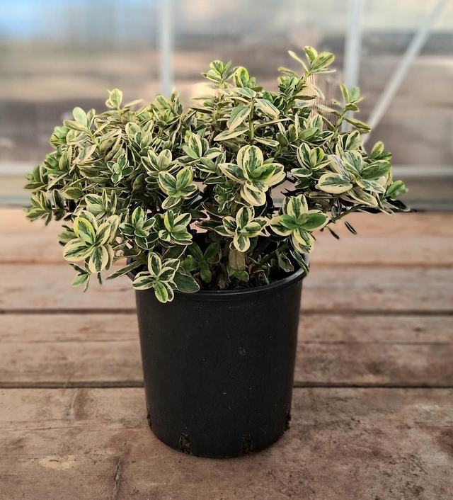 P37 . Hebe variegata in vaso 24