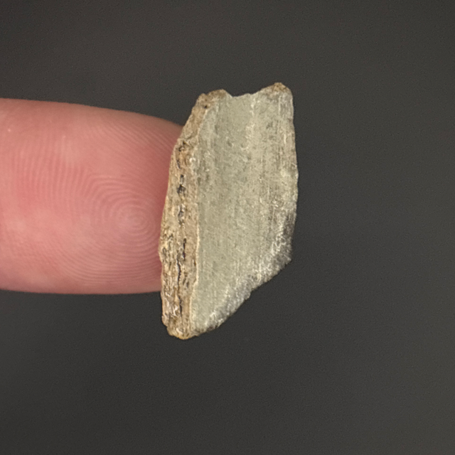 Ichthyosaur Bone Fragment 