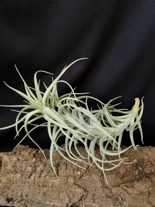 Tillandsia Sweet Isabel