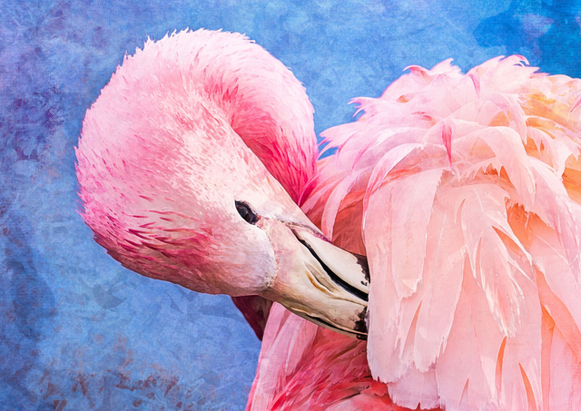 Flamingo Grooming