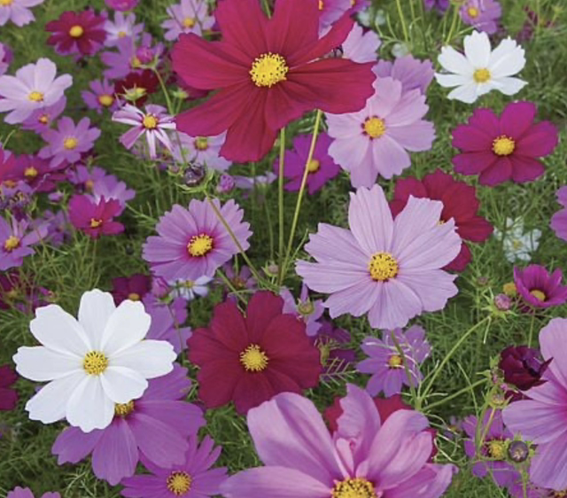 “King Cosmos” Mix - 10g (over 1000 seeds)