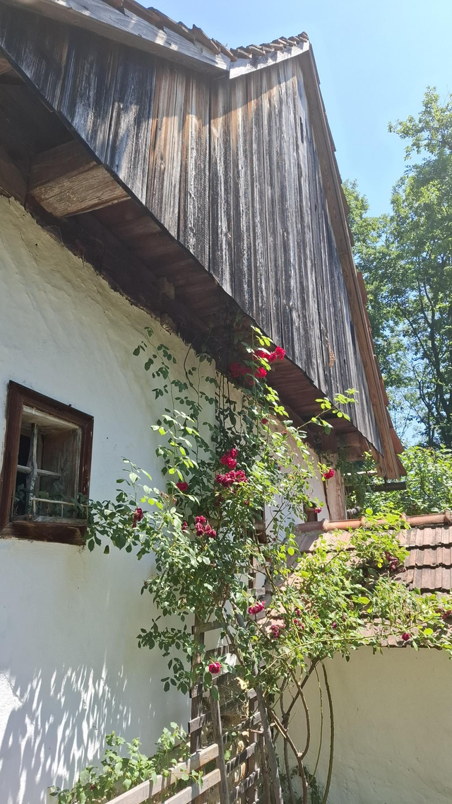 Cabernet Sauvignon, 2022, Bio, vegan, Rot, trocken 