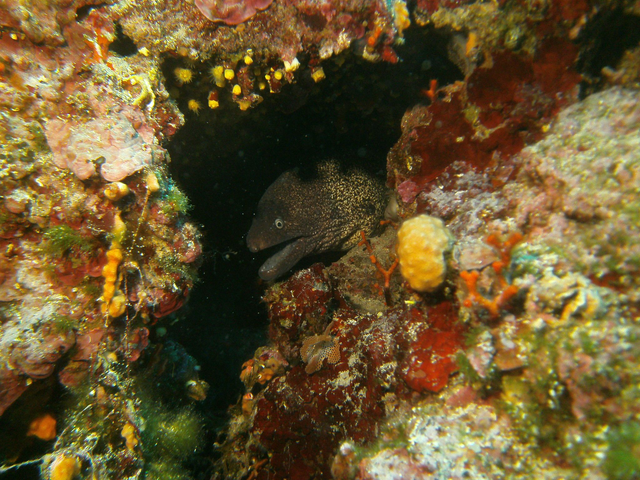 1 Tauchgang Ohne Ausrüstung 
