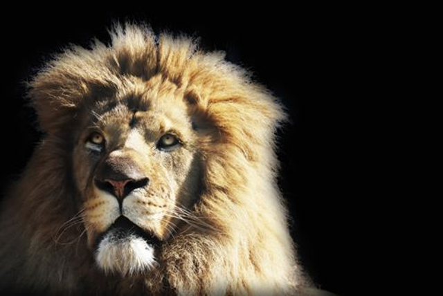 Lion (Couleur) - ref: 4447
