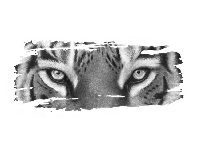 Tiger II Limited Edition Print