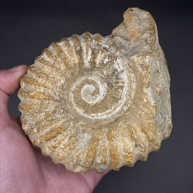 Mantelliceras Ammonite 