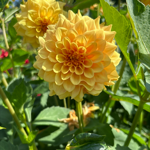 Golden Touch 353