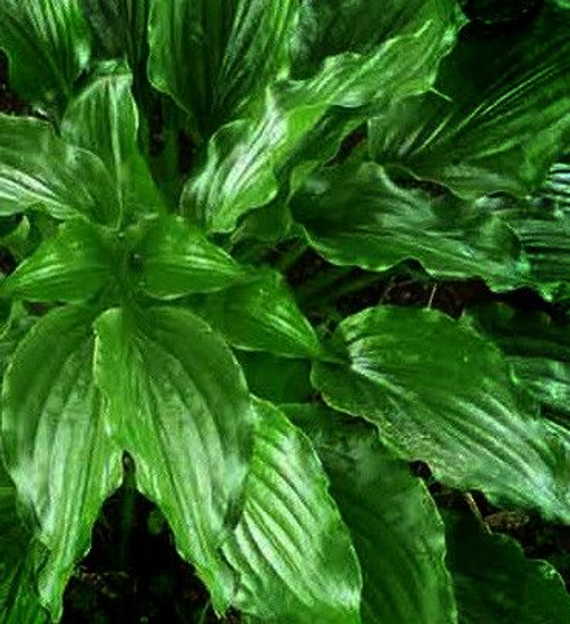 Hosta 'Get Nekked' 