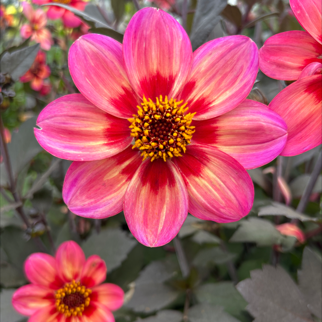 D’allergia Tricolore 153