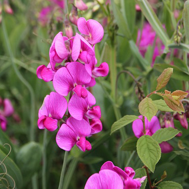 Pois de senteur AB - Lathyrus odoratus