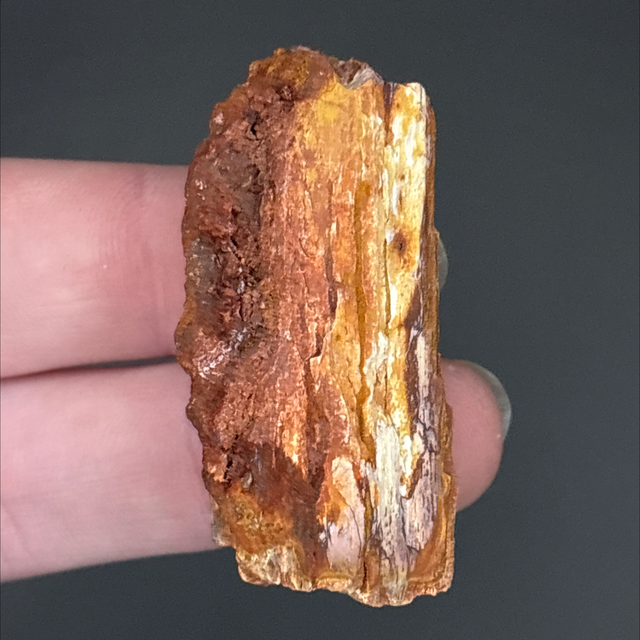 Carcharodontosaurus Bone Fragment 