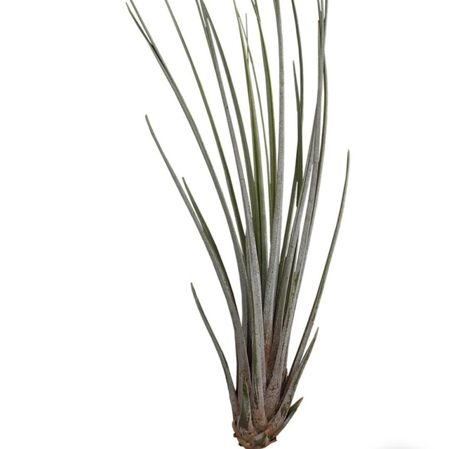 PT Tillandsia Juncea 8715897361692