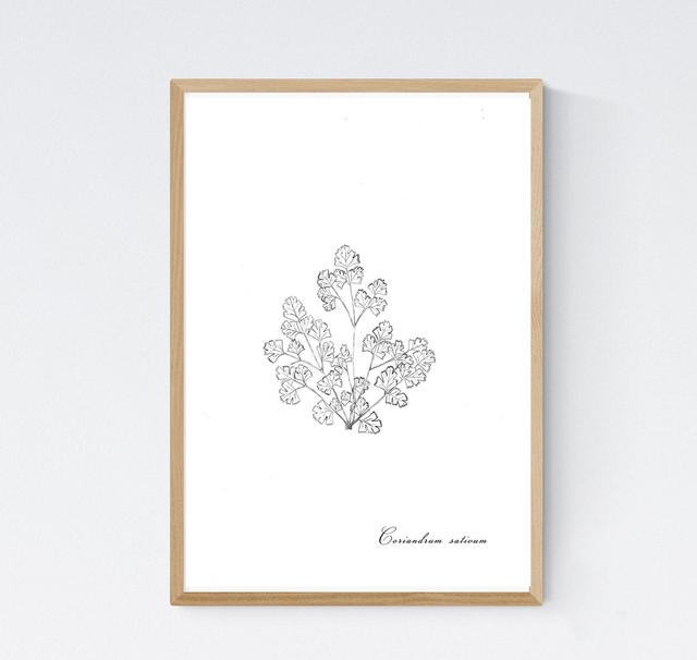 Coriandre, coriandrum sativum