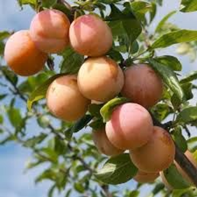 PRUNIER Reine claude oullins