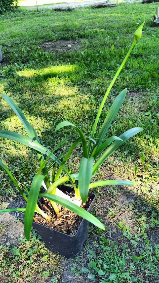 Agapanthe Purple delight - C2l