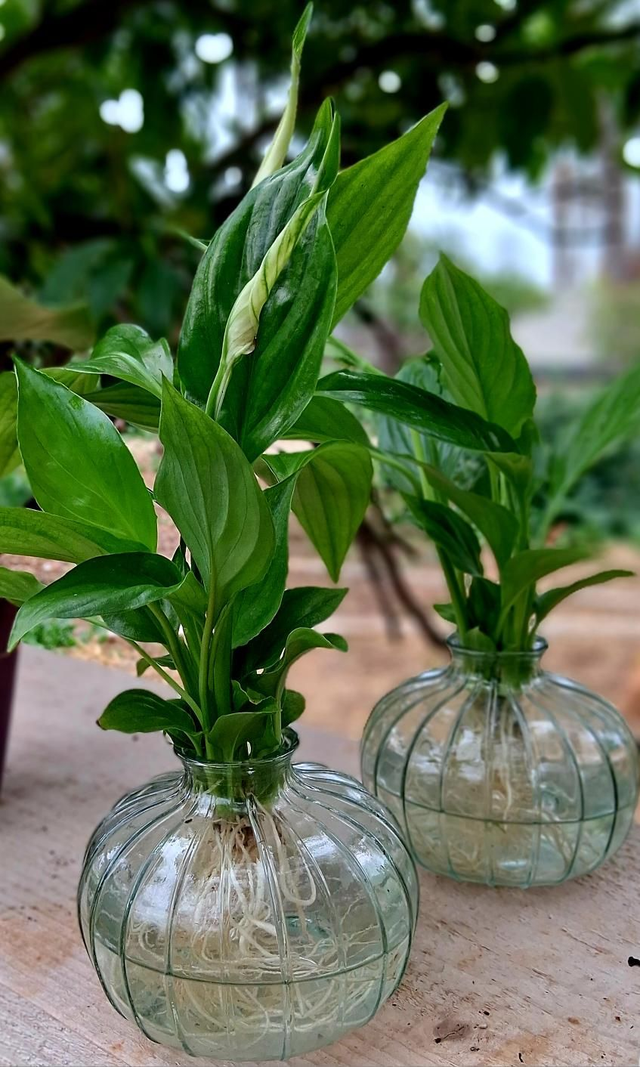 E10 . Spathiphyllum in idroponica