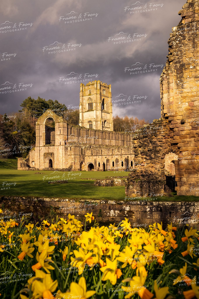 Showered In Spring, Fountains Abbey