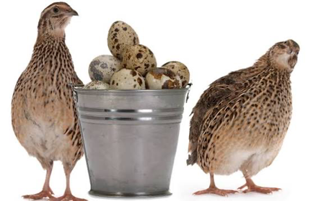 Quail Fertile Hatching Eggs - Available NOW
