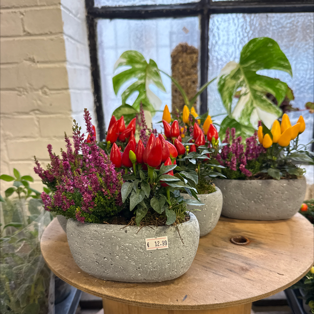 Arrangement Extérieur 