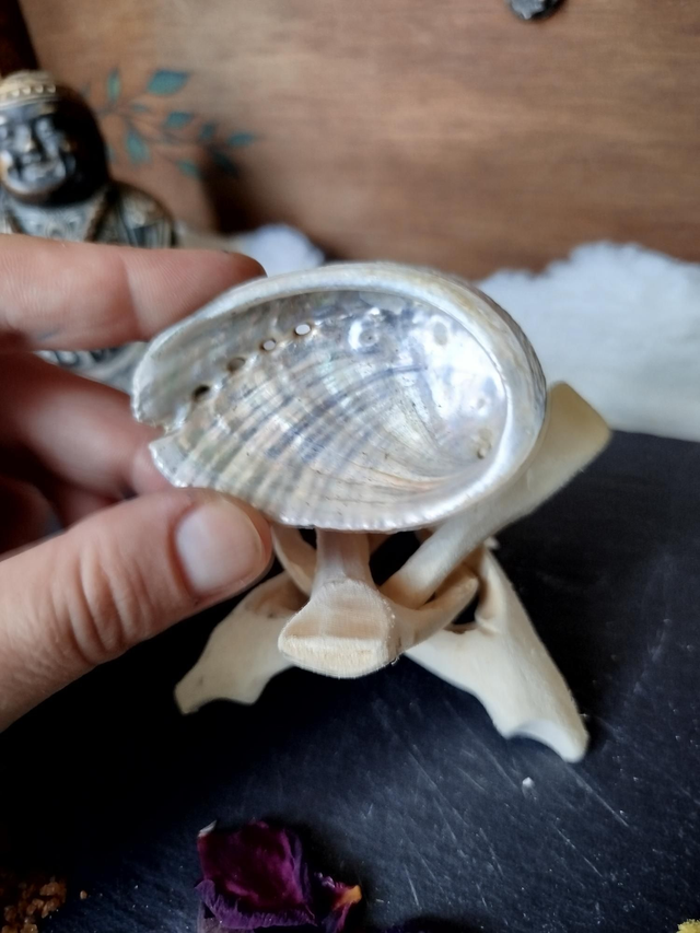 Coquilles d'Ormeaux Petites 
