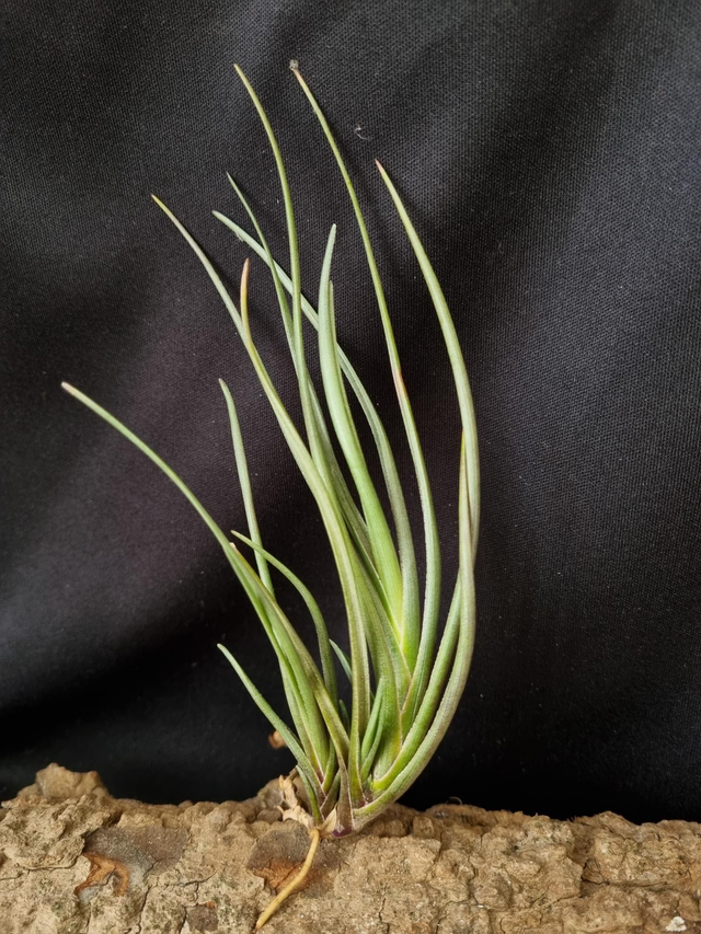 Tillandsia albertiana