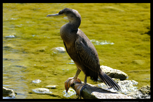 A4 Young Cormorant - Photoprint Framed
