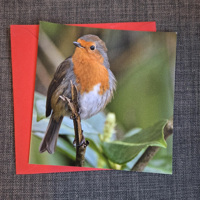 Robin greeting card with envelope  - edition 1