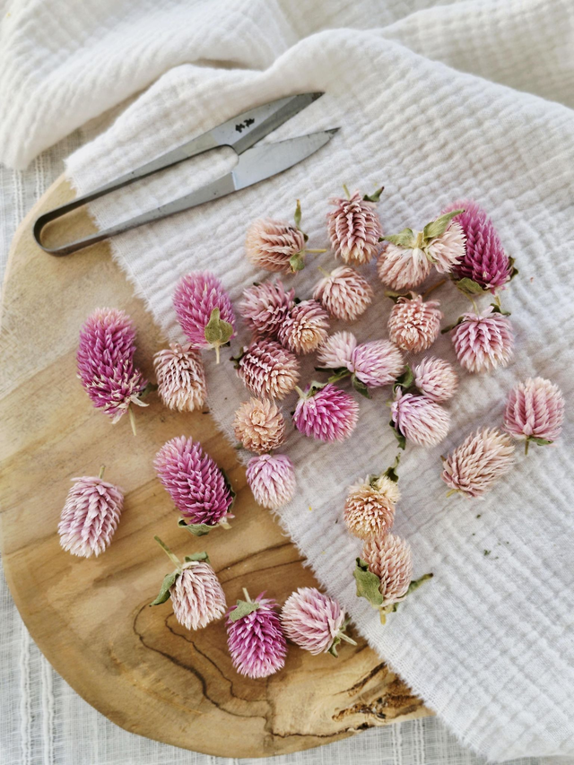 Vide atelier - Gonphrena rose