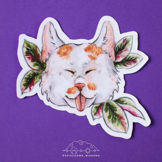 Kot "Fikus" | ZWIERZĘTA