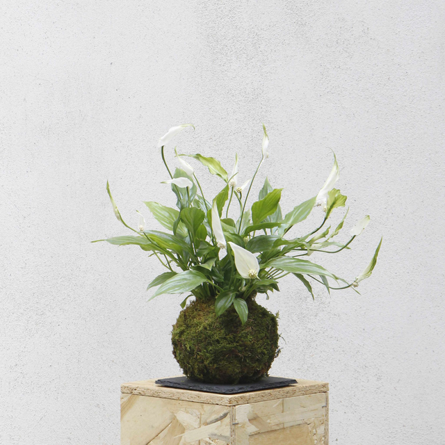 Spatifillo Kokedama 
