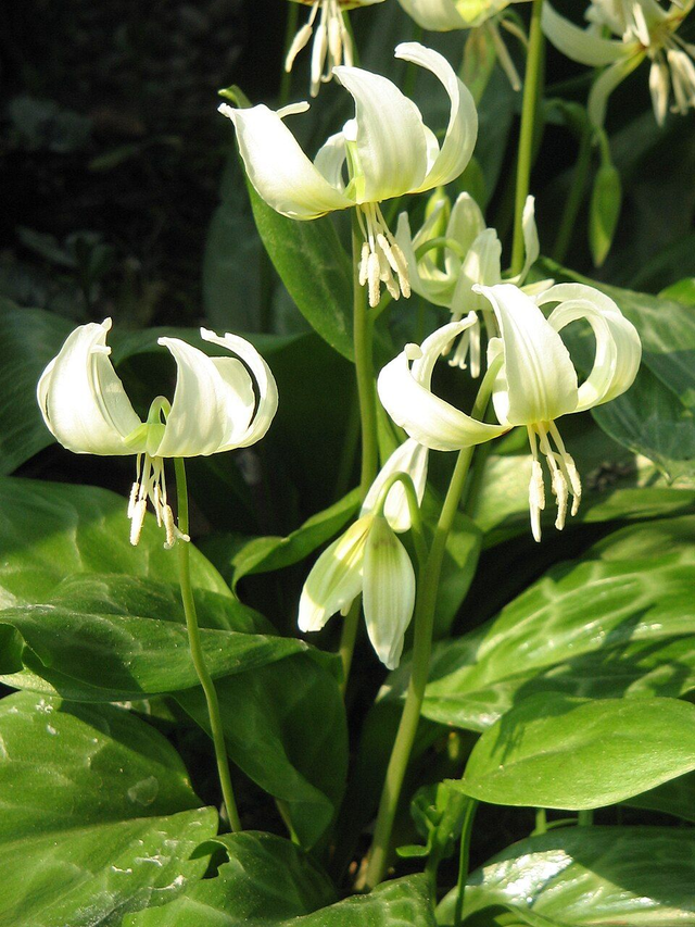 Erythronium californicum 'White Beauty' P9