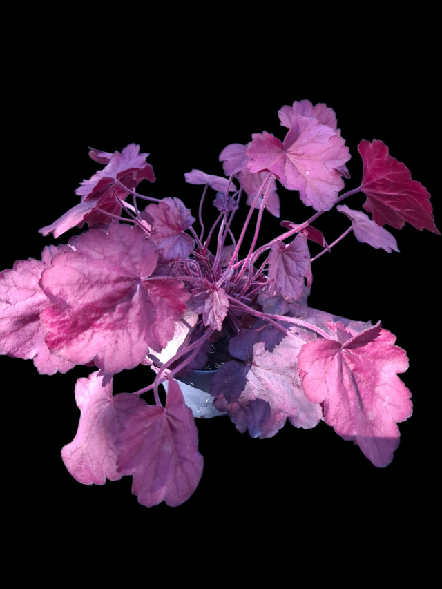 Heuchera 'Pink Panther' 12cm 