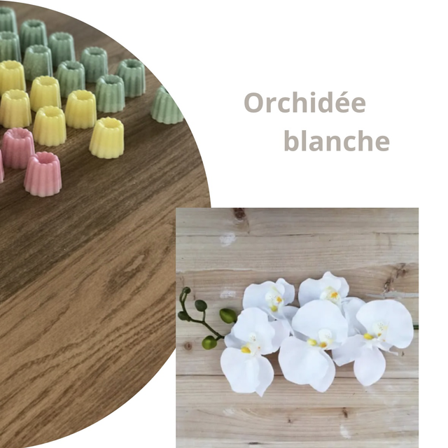 Orchidée blanche 