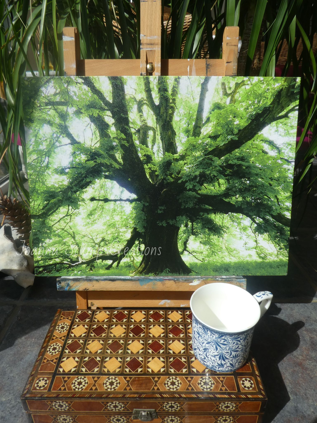 Photographic Open Edition Canvas Panel Print, from my "Woodland" collection, "Old Man of the Woods"