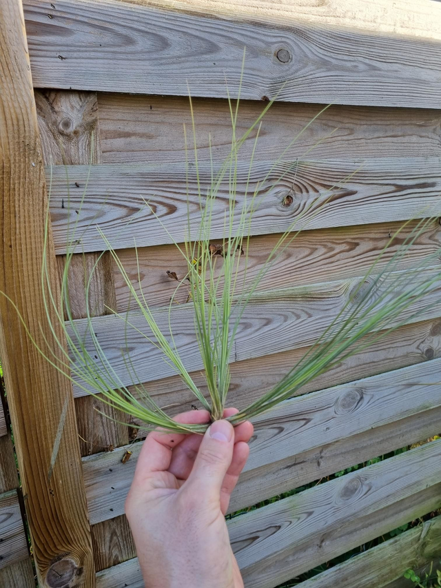 Tillandsia remota