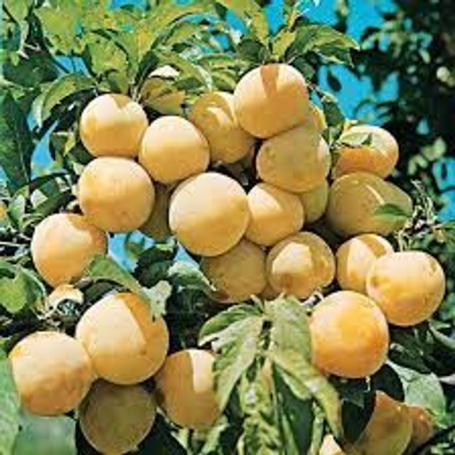 PRUNIER Reine claude dorée