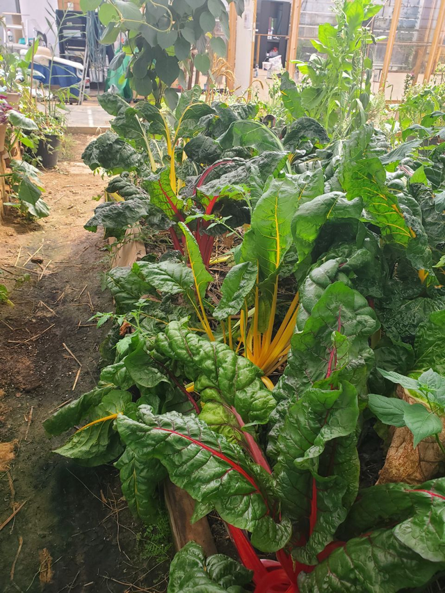 Blettes multicolores