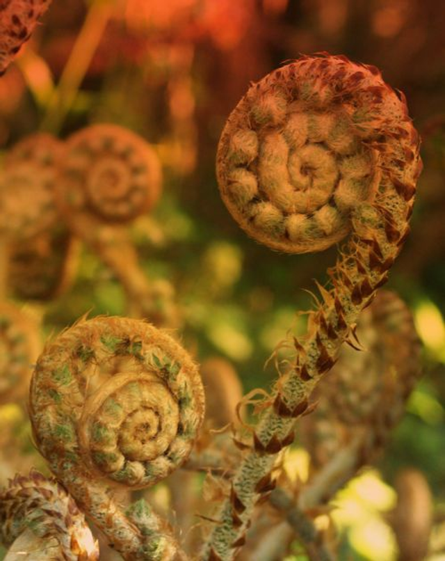 Ferns for Dry Shade collection 