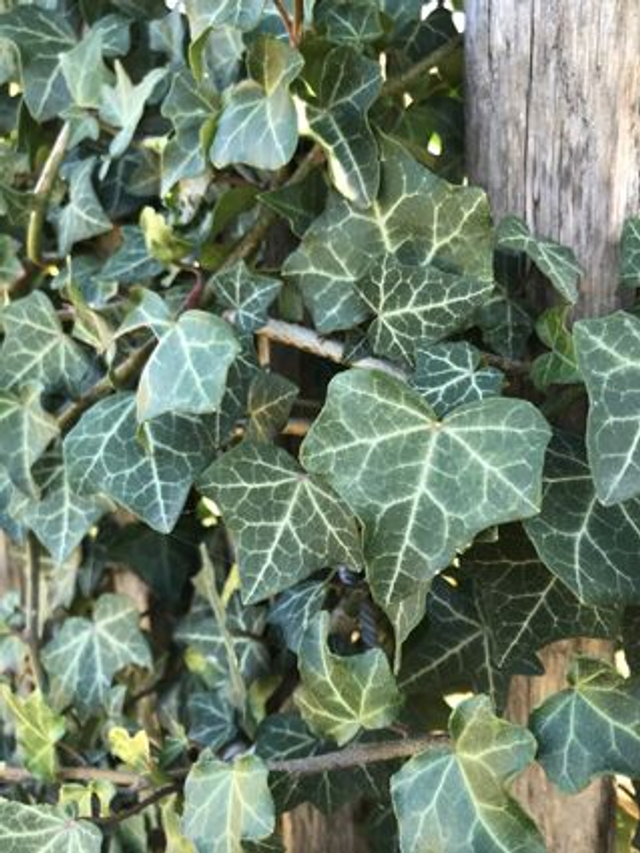 Lierre d'Europe (Hedera helix) - Végétal local