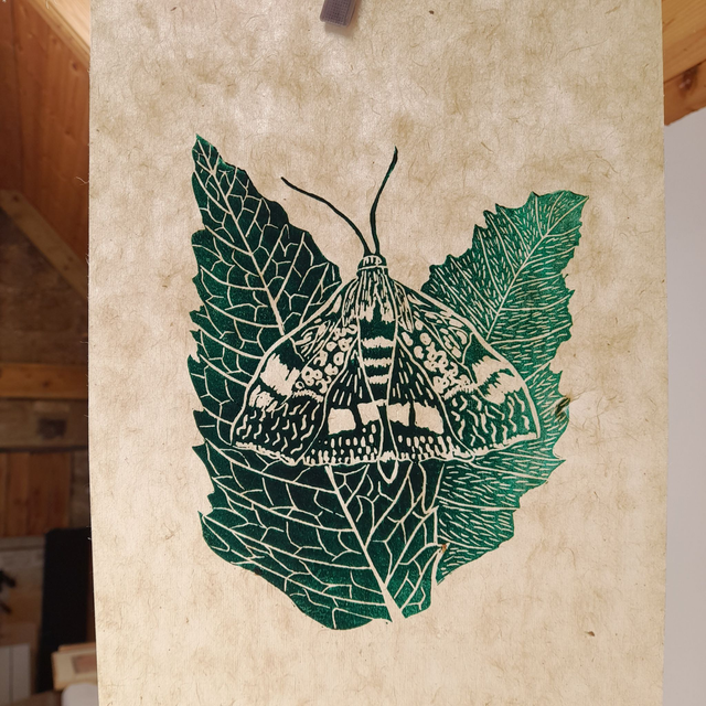 Mint Moth